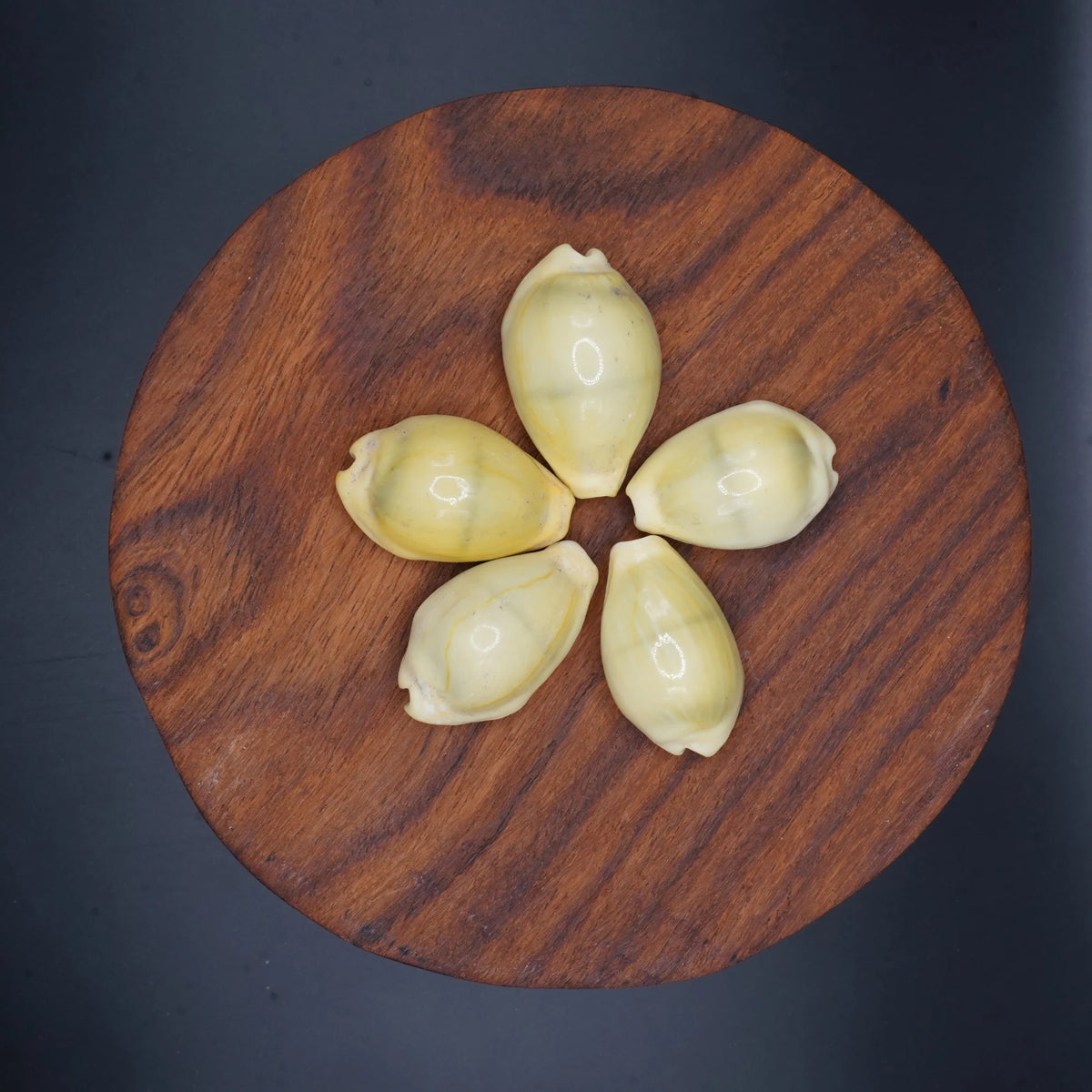 Kodi Peeli for Pooja, Vastu & Feng Shui | Natural Kodi Shells for Wealth, Prosperity & Protection |Spiritual Pooja Items