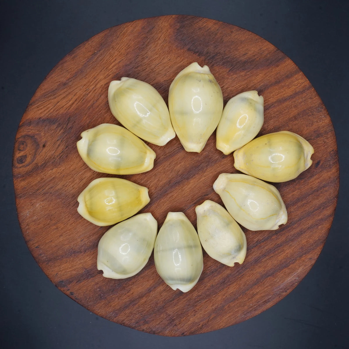 Kodi Peeli for Pooja, Vastu & Feng Shui | Natural Kodi Shells for Wealth, Prosperity & Protection |Spiritual Pooja Items