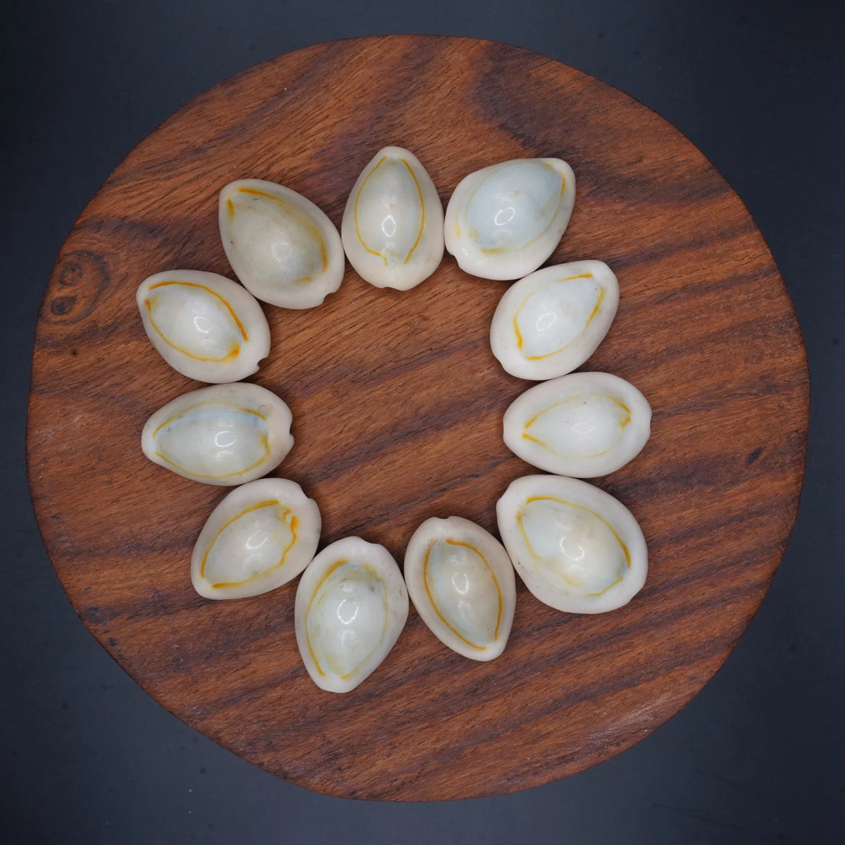 Kodi Natural for Pooja, Vastu & Feng Shui | Natural Kodi Shells for Wealth, Prosperity & Protection |Spiritual Pooja Items