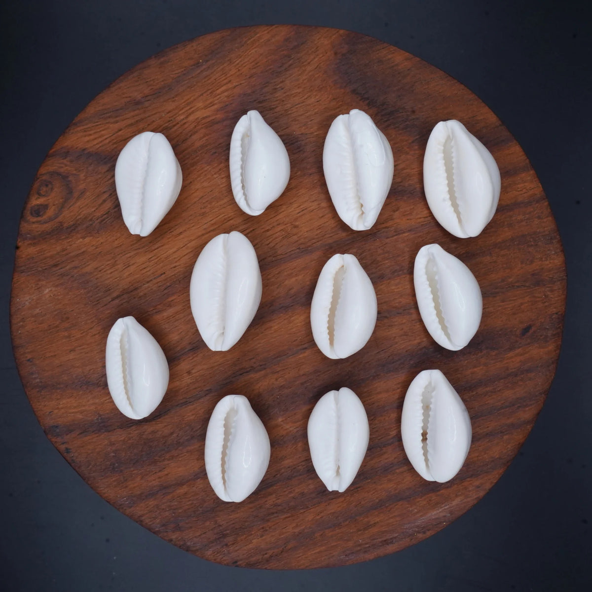 Kodi Safed for Pooja, Vastu & Feng Shui | Natural Kodi Shells for Wealth, Prosperity & Protection | Spiritual Pooja Items