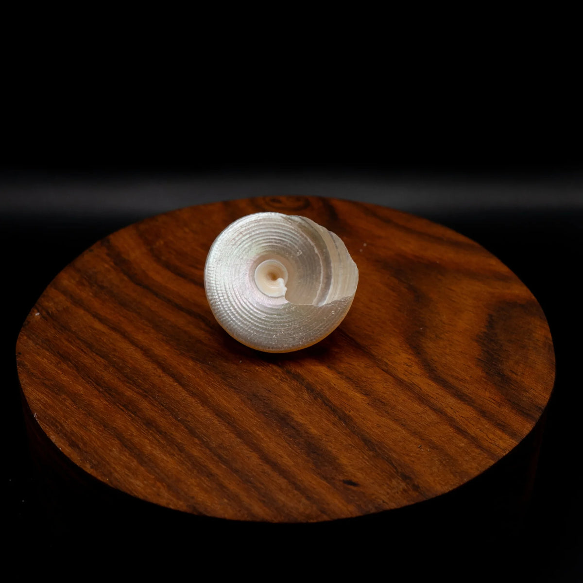 Moti Shankh for Pooja, Vastu & Feng Shui | Natural Sudarshan Chakra Stone for Protection, Wealth & Prosperity | Spiritual Energy Stone – Small, Sizes