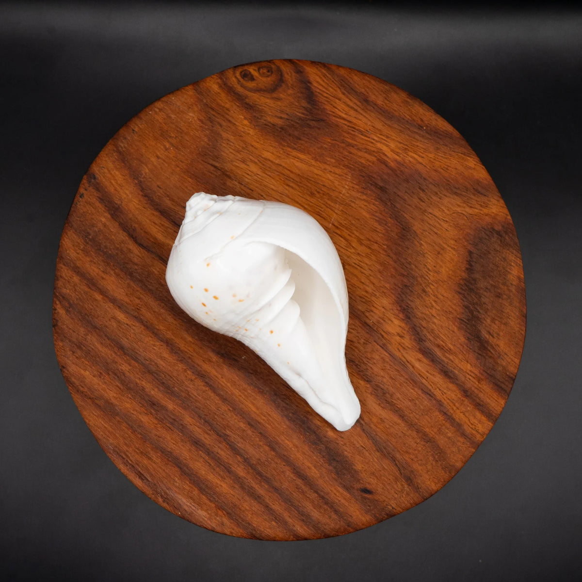 Shankh White Non-Blowing Conch Shell for Pooja, Vastu & Feng Shui | Spiritual Shankh for Prosperity, Protection & Positive Energy | Temple & Home Décor
