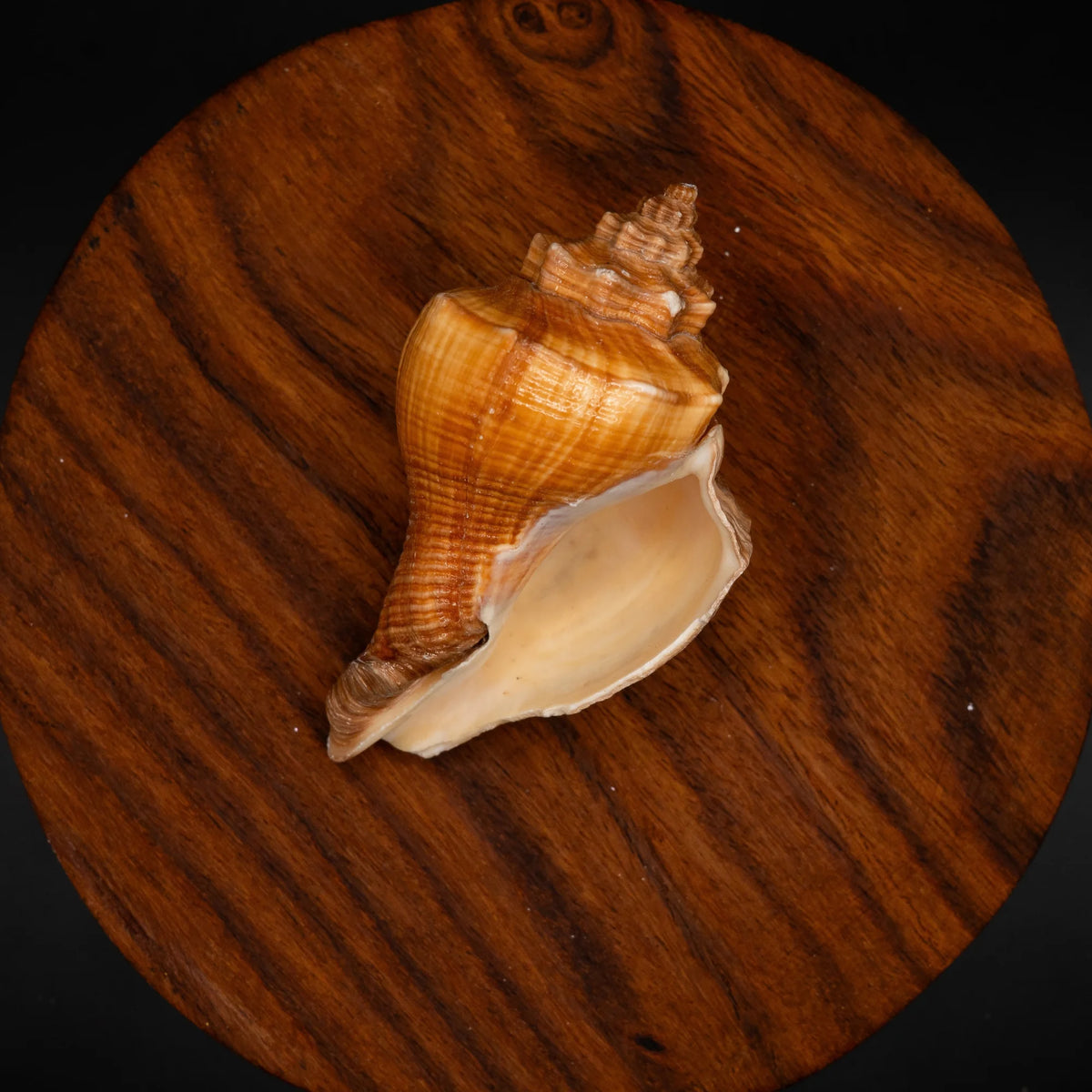 Shankh Red Non-Blowing Conch Shell for Pooja, Vastu & Feng Shui | Spiritual Shankh for Prosperity, Protection & Positive Energy | Temple & Home Décor