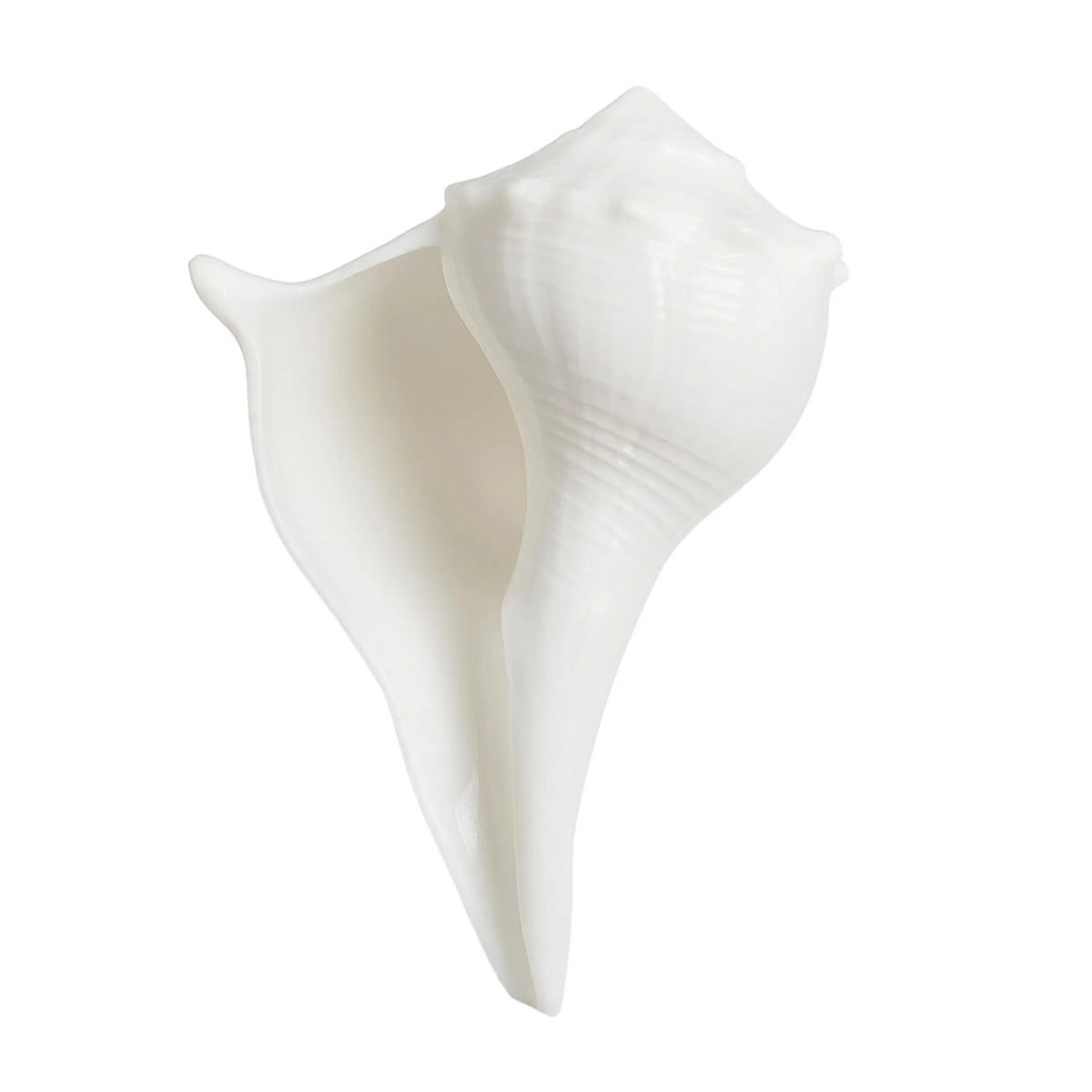 Shankh White Dakshin Non-Blowing Conch Shell for Pooja, Vastu & Feng Shui | Spiritual Shankh for Prosperity, Protection & Positive Energy | Temple & Home Décor