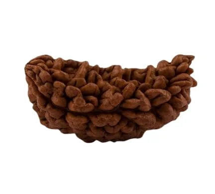 6 Mukhi Rudraksha